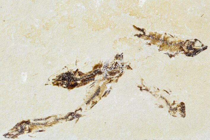 Five Cretaceous Fossil Fish (Armigatus) - Lebanon #110850
